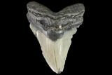 Bargain, Fossil Megalodon Tooth - North Carolina #92435-1